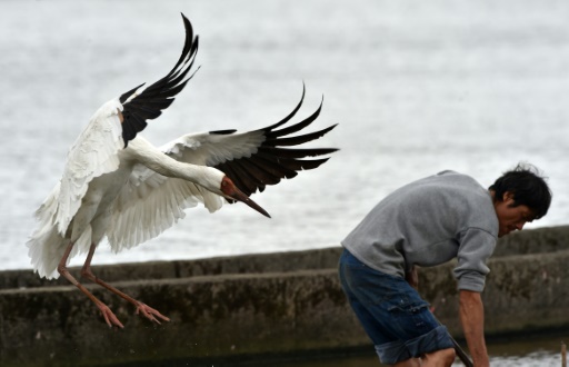 Celebrity bird rescued after Taiwan subway adventure