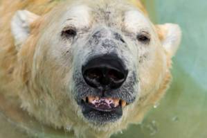 Inuka, first polar bear born in the tropics, is put down.jpg Inuka, first polar bear born in the tropics, is put down.jpg