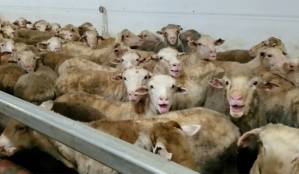 Australia restricts live sheep exports after shocking treatment.jpg Australia restricts live sheep exports after shocking treatment.jpg