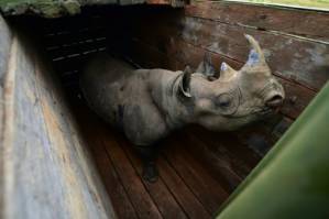 How a plan to save Kenya's rhino left 11 dead in historic blunder.jpg How a plan to save Kenya's rhino left 11 dead in historic blunder.jpg