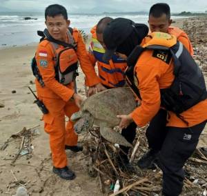 All lives matter Indonesia saves tsunami-stranded turtles.jpg All lives matter Indonesia saves tsunami-stranded turtles.jpg