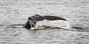 Six dead endangered right whales found in Canadian waters.jpg Six dead endangered right whales found in Canadian waters.jpg