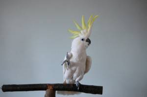 Birds just wanna have fun.jpg Birds just wanna have fun.jpg