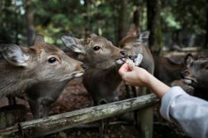 Nine deer dead in Japan after eating plastic.jpg Nine deer dead in Japan after eating plastic.jpg