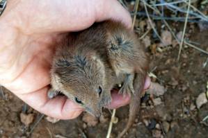 killing tiny marsupials en masse.jpg killing tiny marsupials en masse.jpg