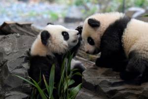 Berlin's panda twins ready for public debut.jpg Berlin's panda twins ready for public debut.jpg