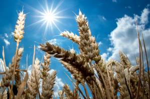 Does sunlight rapidly destroy the coronavirus.jpg Does sunlight rapidly destroy the coronavirus.jpg