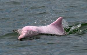 Hong Kong pink dolphins enjoy comeback as pandemic slows marine traffic.jpg Hong Kong pink dolphins enjoy comeback as pandemic slows marine traffic.jpg