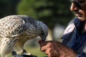 Gulf hunts fuel Pakistan falcon trafficking.jpg Gulf hunts fuel Pakistan falcon trafficking.jpg