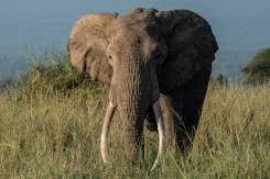 From poaching to avocados, Kenya's elephants face new threat.jpg From poaching to avocados, Kenya's elephants face new threat.jpg