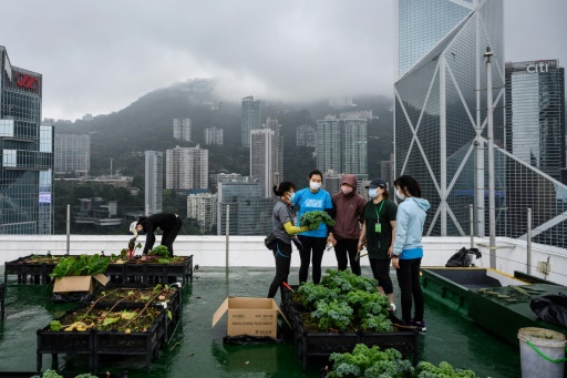 Hong Kong's urban farms sprout gardens in the sky