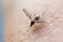 China certified malaria-free after 70-year fight.jpg