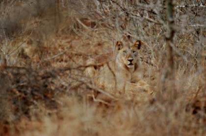 let Africa's big cats down.jpg let Africa's big cats down.jpg