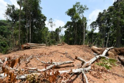 Damaged Amazon rainforest teetering on the brink