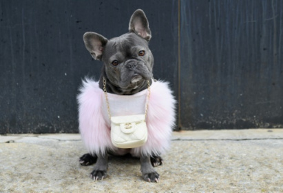 Why thieves are snatching French bulldogs across the US.jpg Why thieves are snatching French bulldogs across the US.jpg