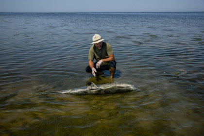Black Sea dolphins casualties of Russia's war in Ukraine.jpg