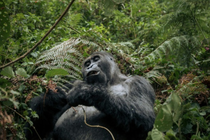 Wildlife populations plunge 69% since 1970.jpg Wildlife populations plunge 69% since 1970.jpg