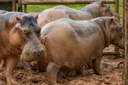Colombia hopes to remove dead drug lord's hippos.jpg Colombia hopes to remove dead drug lord's hippos.jpg