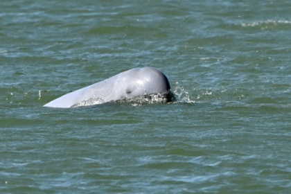 The battle to save Cambodia's river dolphins from extinction.jpg
