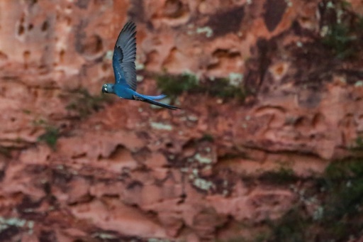 Brazil faces dilemma: endangered macaw vs. wind farm