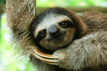 Costa Rican sloth antibiotics offer hope for human medicine.jpg