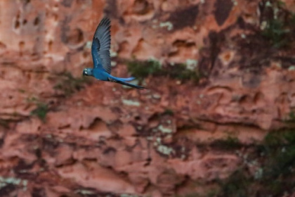 endangered macaw vs. wind farm.jpg