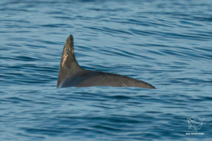 Vaquitas still exist, but barely.jpg