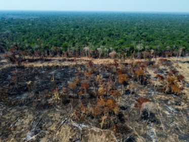 Football pitch of tropical forest lost every 5 seconds.jpg