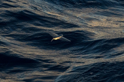 Critical negotiations on deep sea mining kick off in Jamaica