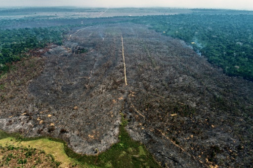 Arson turns Amazon reforestation project to ashes