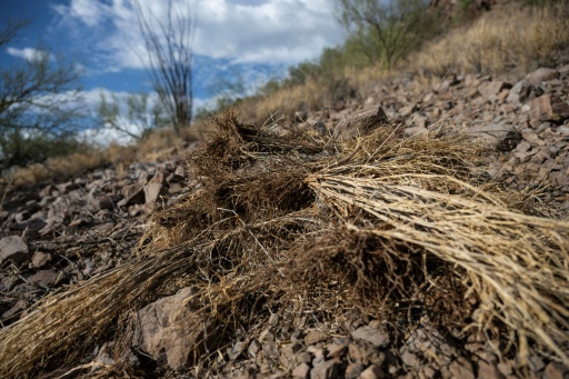 Invasive firestarter: How non-native grasses turned Hawaii into a tinderbox