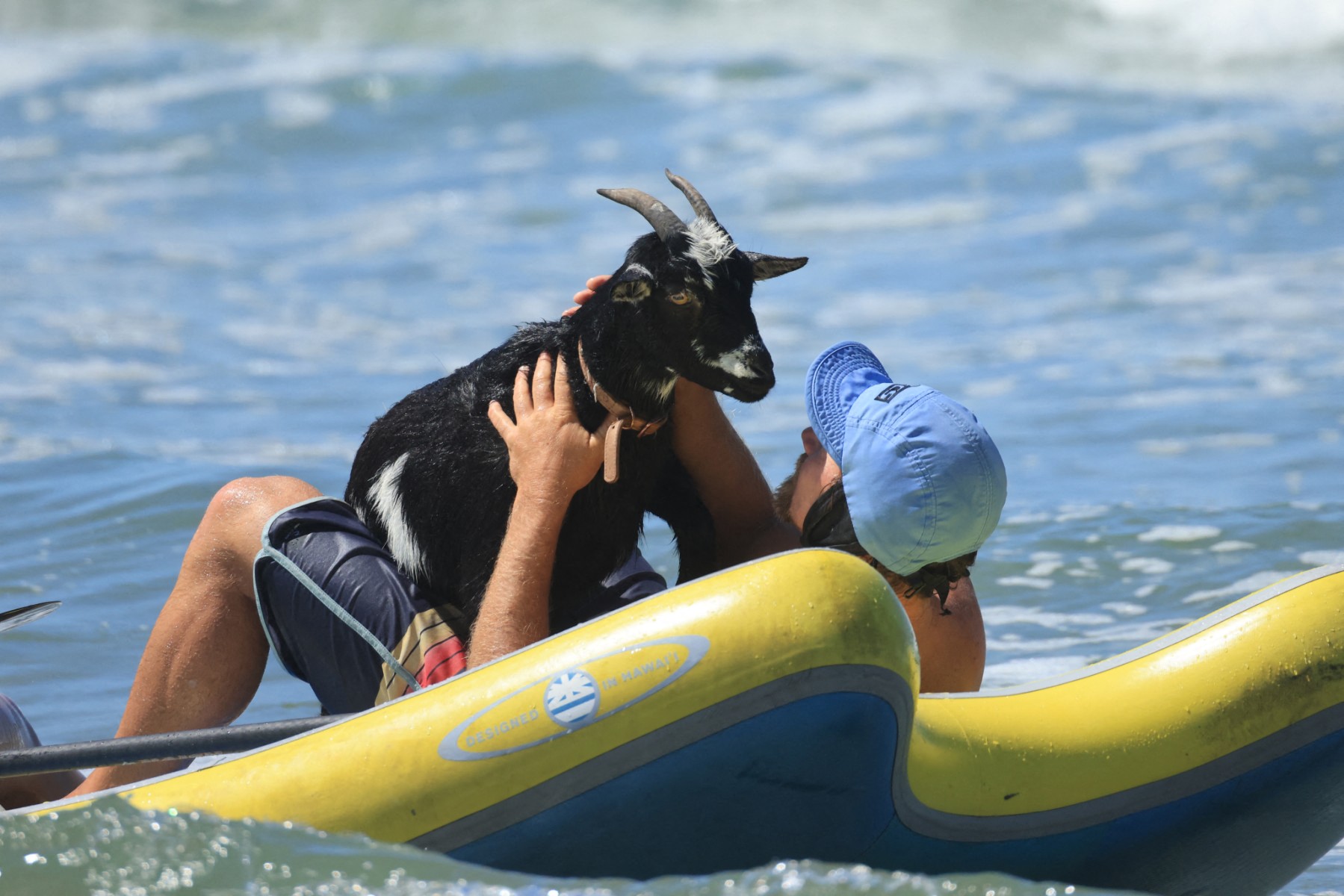 Goat vibrations: animals teach surfers in California