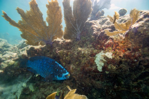 Florida ocean temperature topped 100F, setting potential record