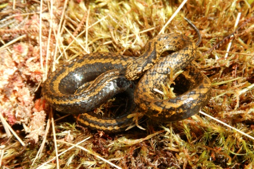 New species of snake found in Peru named after Harrison Ford