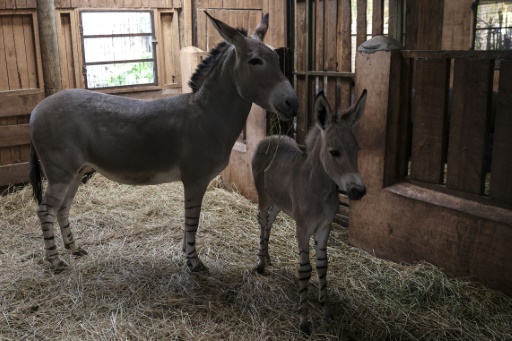 Rare Somali wild ass born in Chile zoo