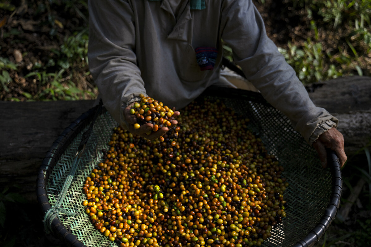 From the rear end of a pheasant, Brazil's best coffee