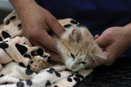 Viral disease killing felines on 'cat island' Cyprus.jpg