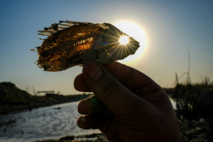 Iraq's marshes are dying, and a civilisation with them.jpg Iraq's marshes are dying, and a civilisation with them.jpg
