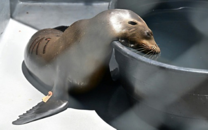 Marine animal poisonings overwhelm California volunteers.jpg