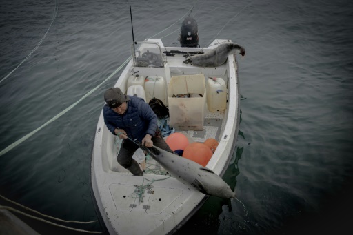 Inuit hunters blame cruise ships as narwhal disappear