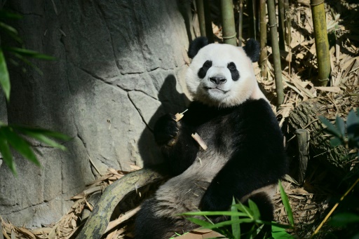 Singapore bids farewell to China-bound panda cub