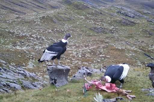 Once the enemy, majestic condor wins hearts of Colombian farmers