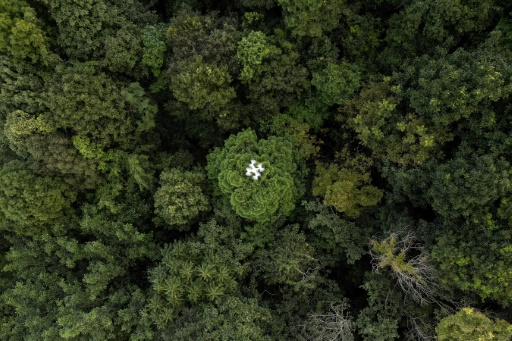 Drones help solve forest carbon capture riddle