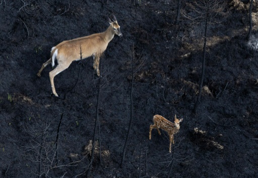 Canada's wildfires take devastating toll on wildlife