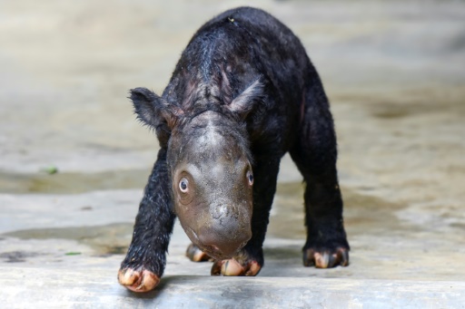 Critically endangered Sumatran rhino born in Indonesia