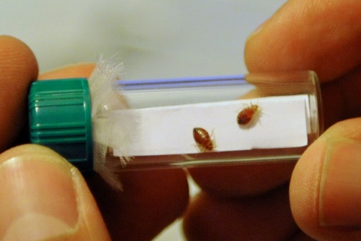 France hits back at hysteria over bedbug 'invasion'