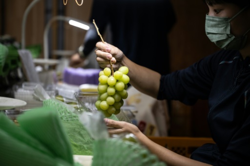 Sour grapes: Japan battles to protect premium fruits