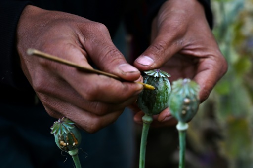 Myanmar overtakes Afghanistan as world's biggest opium producer: UN