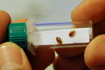 France hits back at hysteria over bedbug 'invasion'.jpg