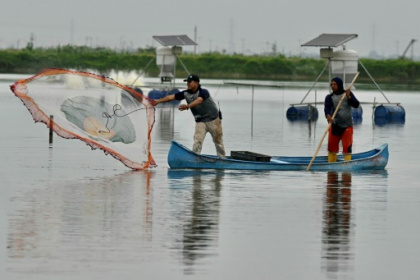 Shrimp bandits terrorize Ecuador farmers.jpg